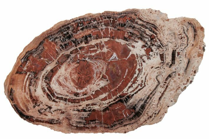 Red/Black Petrified Wood (Araucarioxylon) Round - Arizona #210873